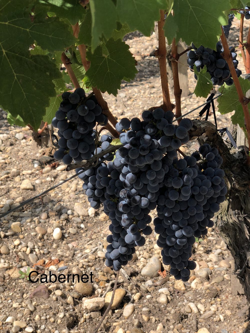 Cabernet grapes on the vine in a French vineyard